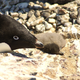 Photo: Y. Ropert-Couder/ CNRS/ IPEV via WWF